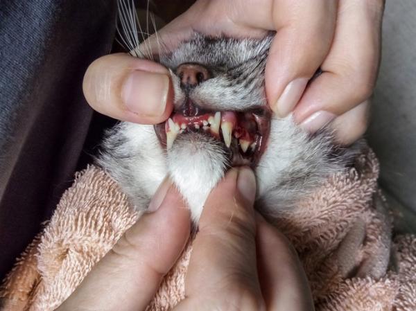 Tannproblemer hos katter - Feline periodontal sykdom