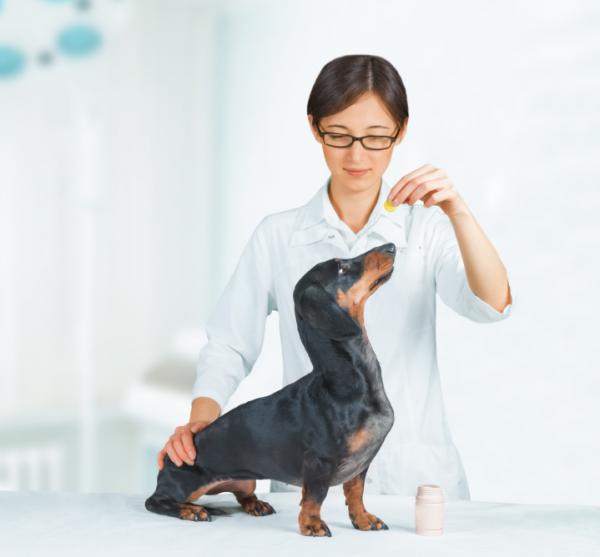 Avmasking hos hunder - De vanligste indre parasittene og de mest brukte forebyggende behandlingene