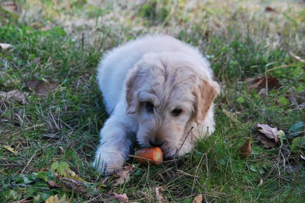 God mat til hundehår - Grønnsaker til kraft!  God mat til hundehår med vitaminer og antioksidanter 