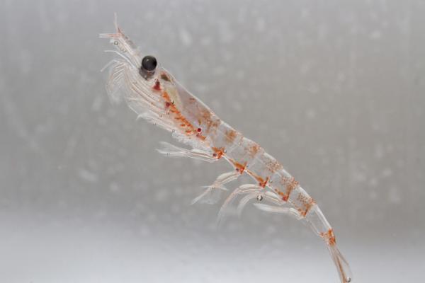 Dyr på Antarktis og deres egenskaper - 2. Krill