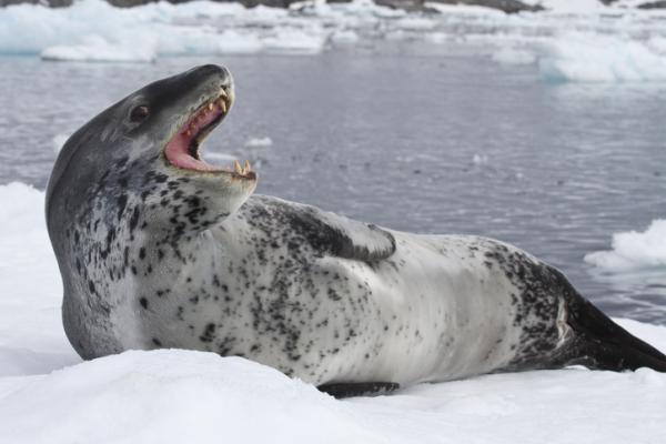 Dyr på Antarktis og deres egenskaper - 3. Marin leopard