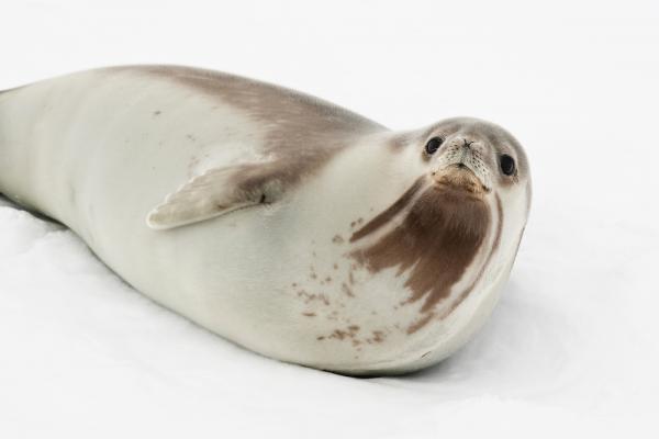 Dyr fra Antarktis og deres egenskaper - 6. Ross segl