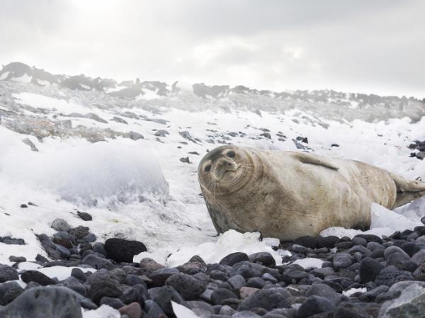 Dyr fra Antarktis og deres egenskaper - 4. Weddell -sel