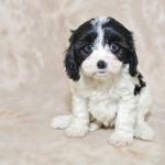 1629508606 187 Cavachon