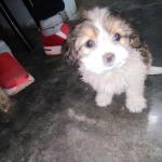 1629508606 705 Cavachon