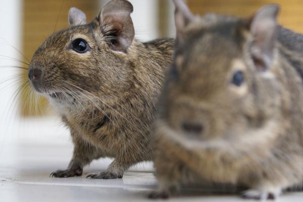 Degen som kjæledyr - Fysiske egenskaper ved degu