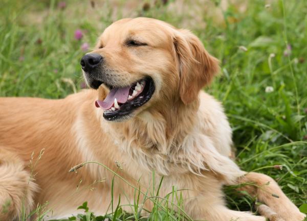 De 5 mest intelligente hundene i verden - 4. Golden retriever