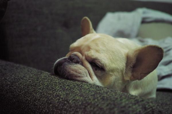 Hvorfor snorker bulldogen min?  - Hunden min snorker når han sover, hva kan jeg gjøre?