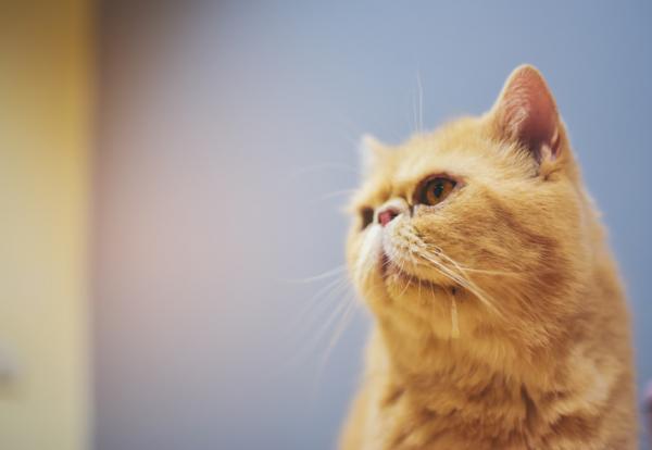 Drontal for katter - dosering, pris, pakningsvedlegg, bivirkninger - Drontal for katter: bivirkninger og kontraindikasjoner