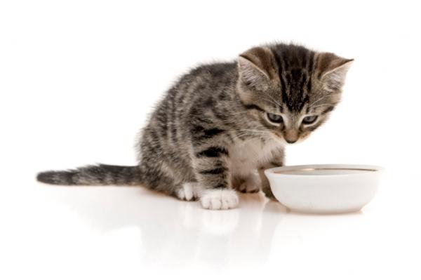 Hvordan ta vare på en katt og hennes unger - Fôring