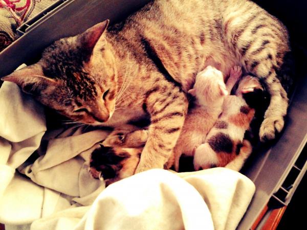 Hvordan ta vare på en katt og hennes unger - Shelter