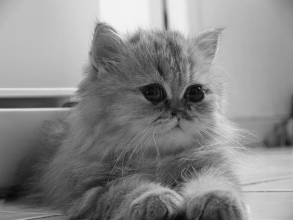 Persisk katthårpleie - Matvarer som forbedrer pelsen