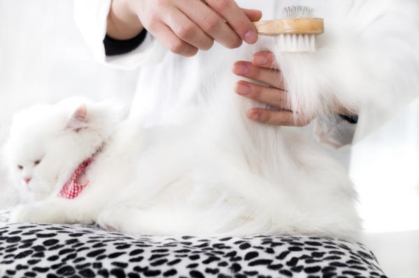 Persisk katthårpleie - tykk børste