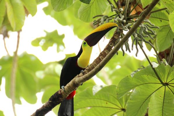 Jungle Animals - Tropical, Peruvian, Amazon and Missionary - Rainforest Animals