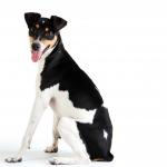 1629534996 206 Paulistinha Fox eller Brazilian Terrier