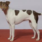 1629534996 662 Paulistinha Fox eller Brazilian Terrier