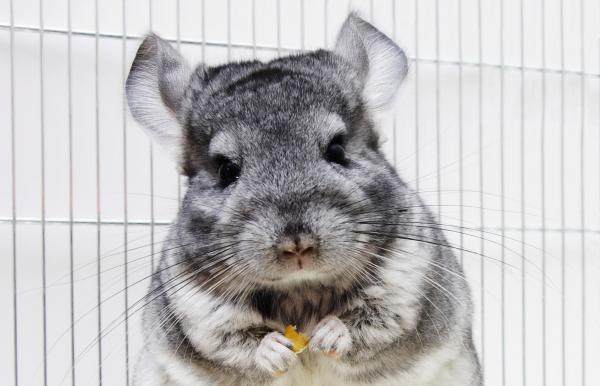 Hvorfor Chinchilla squeal - forskjellige trusler