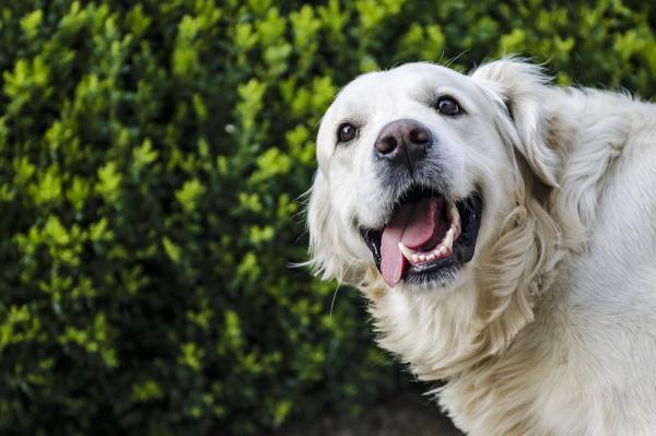 Hundenavn som betyr glede - Hanner og hunner - Hannhundnavn som betyr glede
