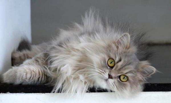 8 raser med grå katter - Raser av grå katter med blå øyne