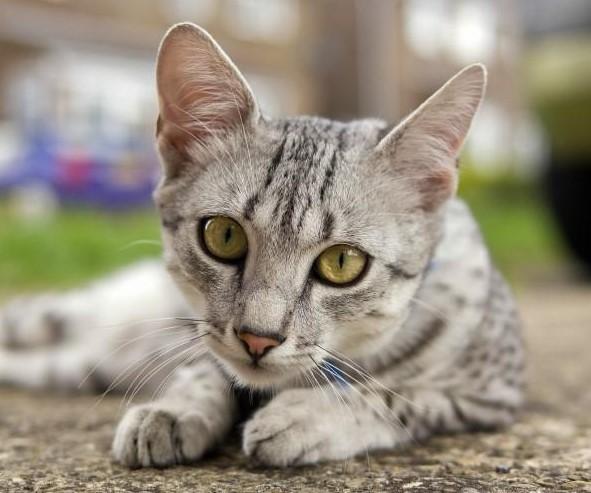 8 raser med grå katter - Grå kattraser bekymret