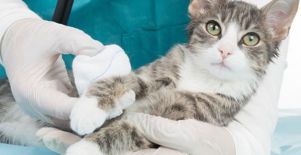 Kattesår - førstehjelp - dyrebitt eller punkteringssår