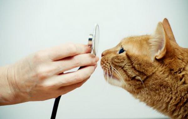 Hva skal jeg gjøre hvis katten min har lungebetennelse?  - Hvordan stilles diagnosen?