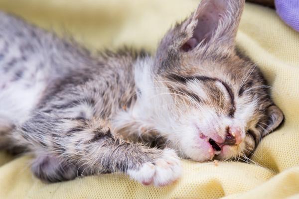 Ormer hos katter - Symptomer, årsaker og behandling - Ormer hos babykatter