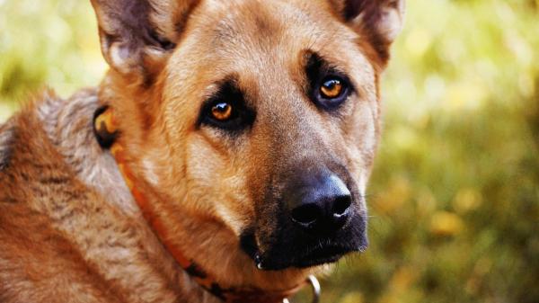 Perianale fistler hos hunder - Symptomer og behandling - Konklusjoner
