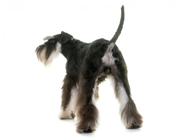 Perianale fistler hos hunder - Symptomer og behandling - Symptomer på perianale fistler hos hunder