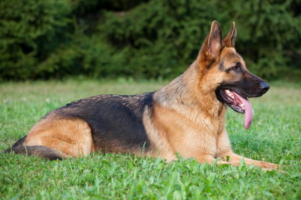 Perianale fistler hos hunder - Symptomer og behandling - Mest rammede raser