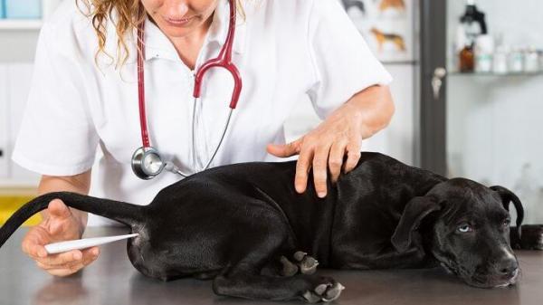 Rickettsia hos hunder - symptomer og behandling - Rocky Mountain Fever