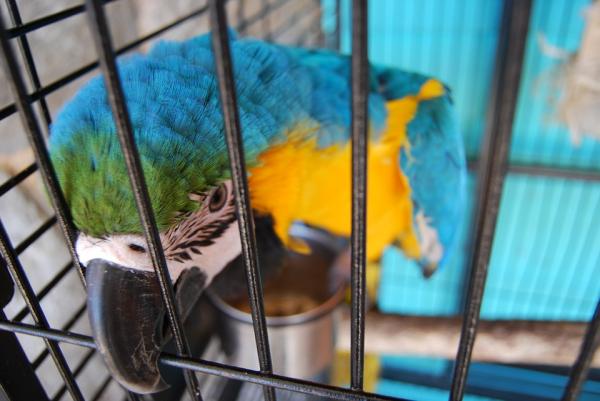 Miljøberikelse for fugler - Miljøets betydning for tamfugler