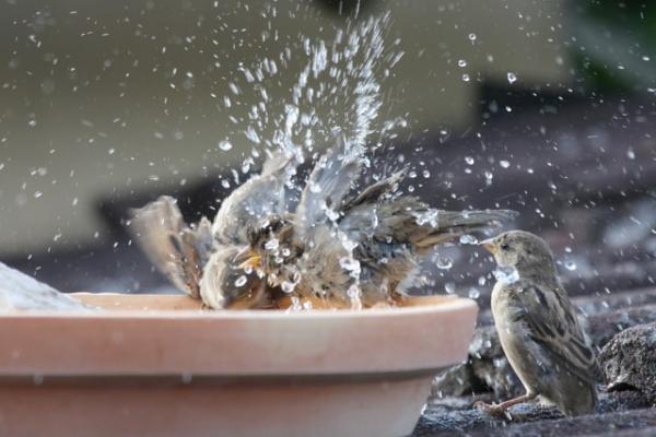 Miljøberikelse for fugler - Badet, en flott form for miljøberikelse for tamfugler om sommeren