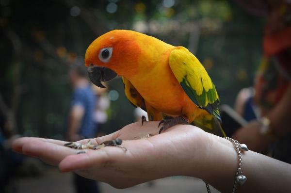 Miljøberikelse for fugler - Visste du at mat også påvirker dyrevelferd?