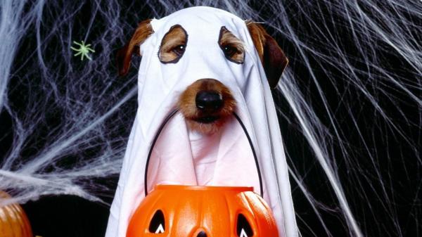 15 Halloween -kostymer for hunder - 2. Spøkelseshund