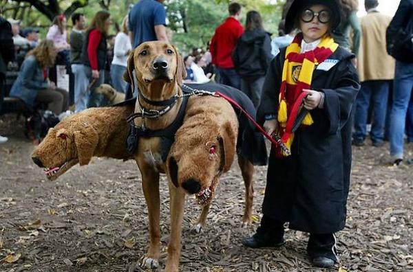 15 Halloween -kostymer for hunder - 5. Harry Potters trehodede hund