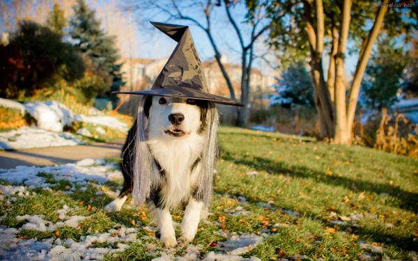 15 Halloween -kostymer for hunder - 8. Heksehund