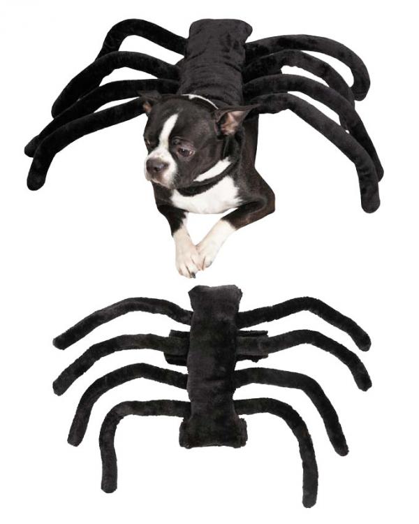 15 Halloween -kostymer for hunder - 13. Edderkopphunden