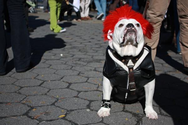 15 Dog Halloween -kostymer - 10. Rocker Dog 
