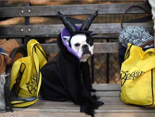 15 Halloween -kostymer for hunder - 12. Maleficent hund, fra sovende skjønnhet