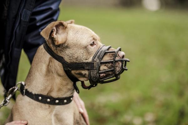 Potensielt farlige hunder i Spania - Gjeldende lovgivning 2020 - Hvilke forskrifter må en OPP -hund overholde?