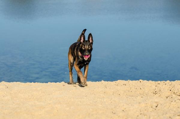 Belgiske malinois hundenavn - for belgiske malinose hanner