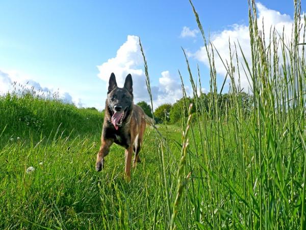 Belgiske malinois hundenavn - og for kvinner