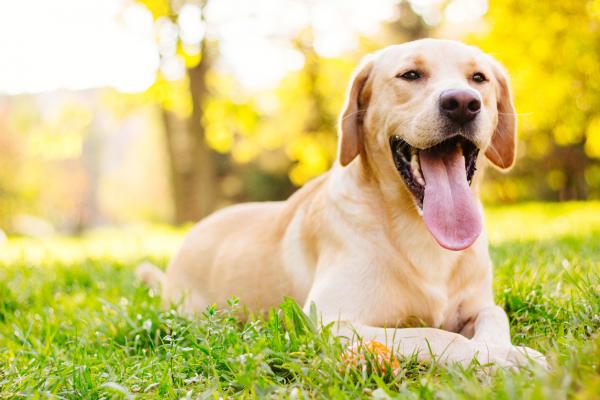 Hunderaser som lukter mest - 7. Labrador retriever