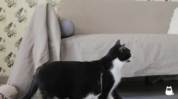 Løsninger for katten min å ikke klø i sofaen - Begrens tilgangen til sofaen
