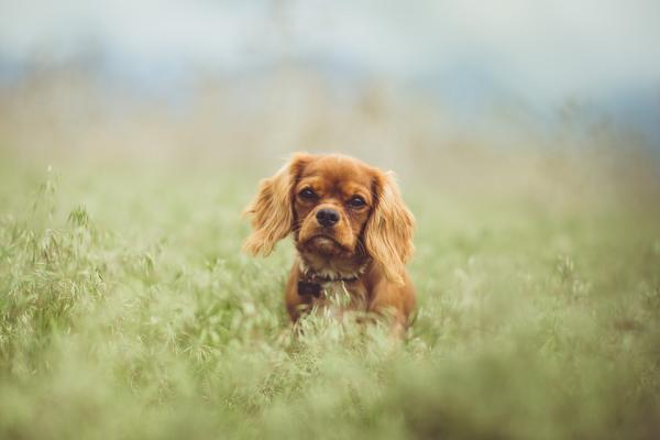 Vanlige Cavalier King Charles Spaniel sykdommer - Hvordan forhindre helseproblemer hos Cavalier King Charles Spaniel?