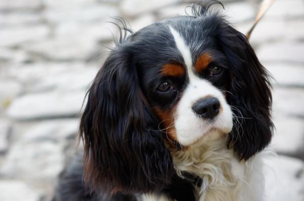 Vanlige Cavalier King Charles Spaniel sykdommer - Syringomyelia i Cavalier King Charles Spaniel