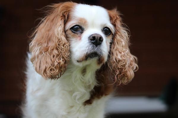 Vanlige Cavalier King Charles Spaniel sykdommer - øyeproblemer