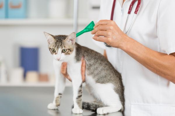 Myiasis hos katter - Behandling og hjemmemedisiner - Er det mulig å forhindre myiasis hos katter?
