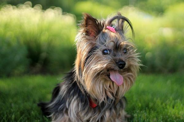 Yorkshire terrier omsorg - Yorkshire terrier trening